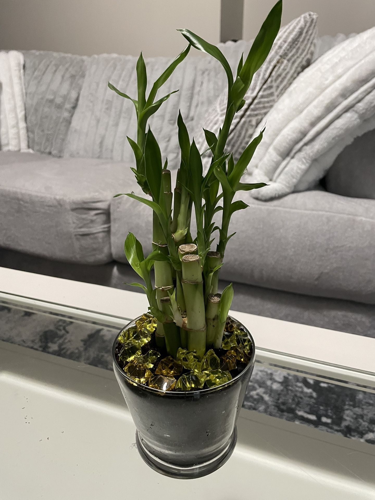 Lucky Bamboo