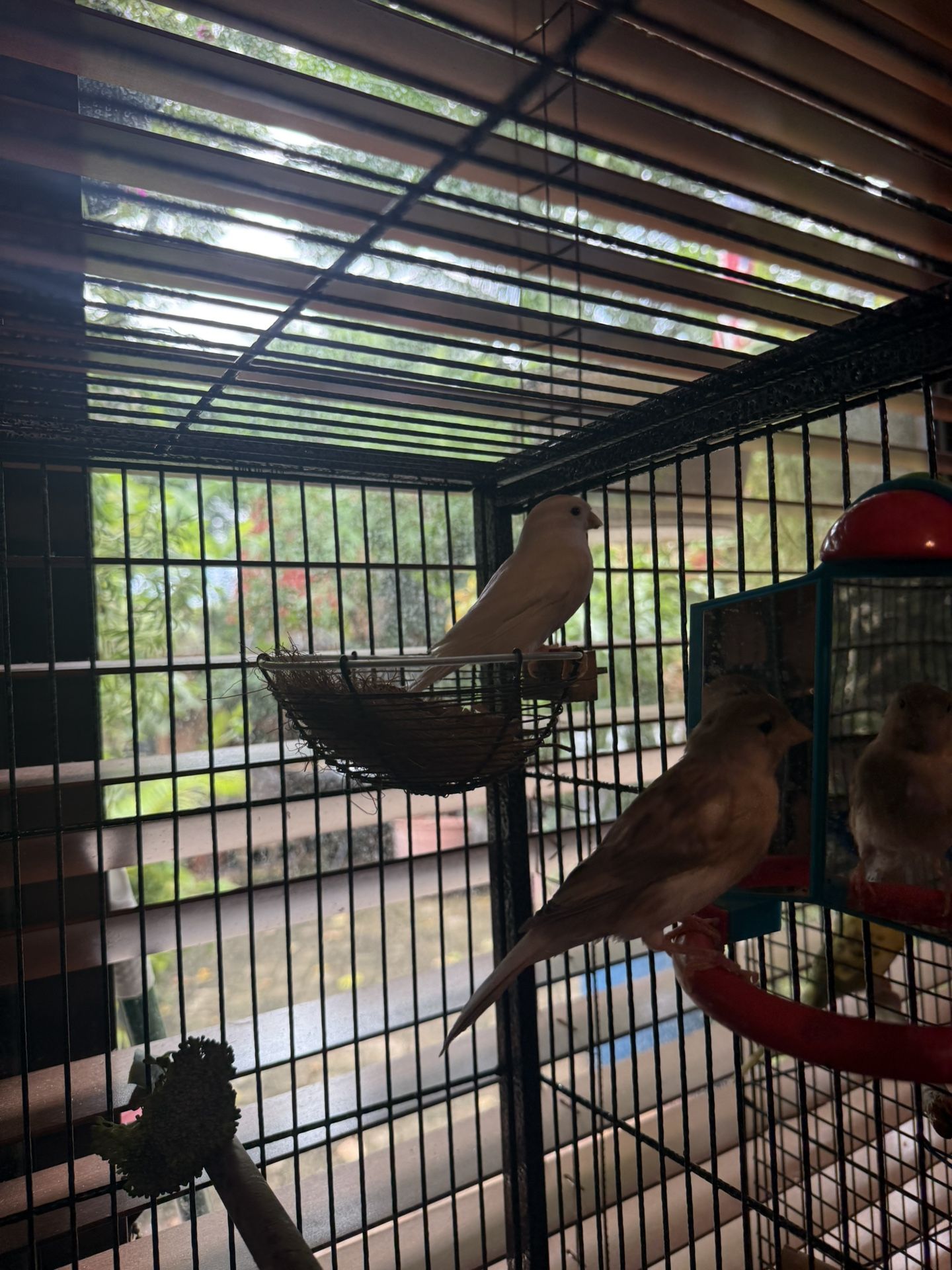 Bird Cage