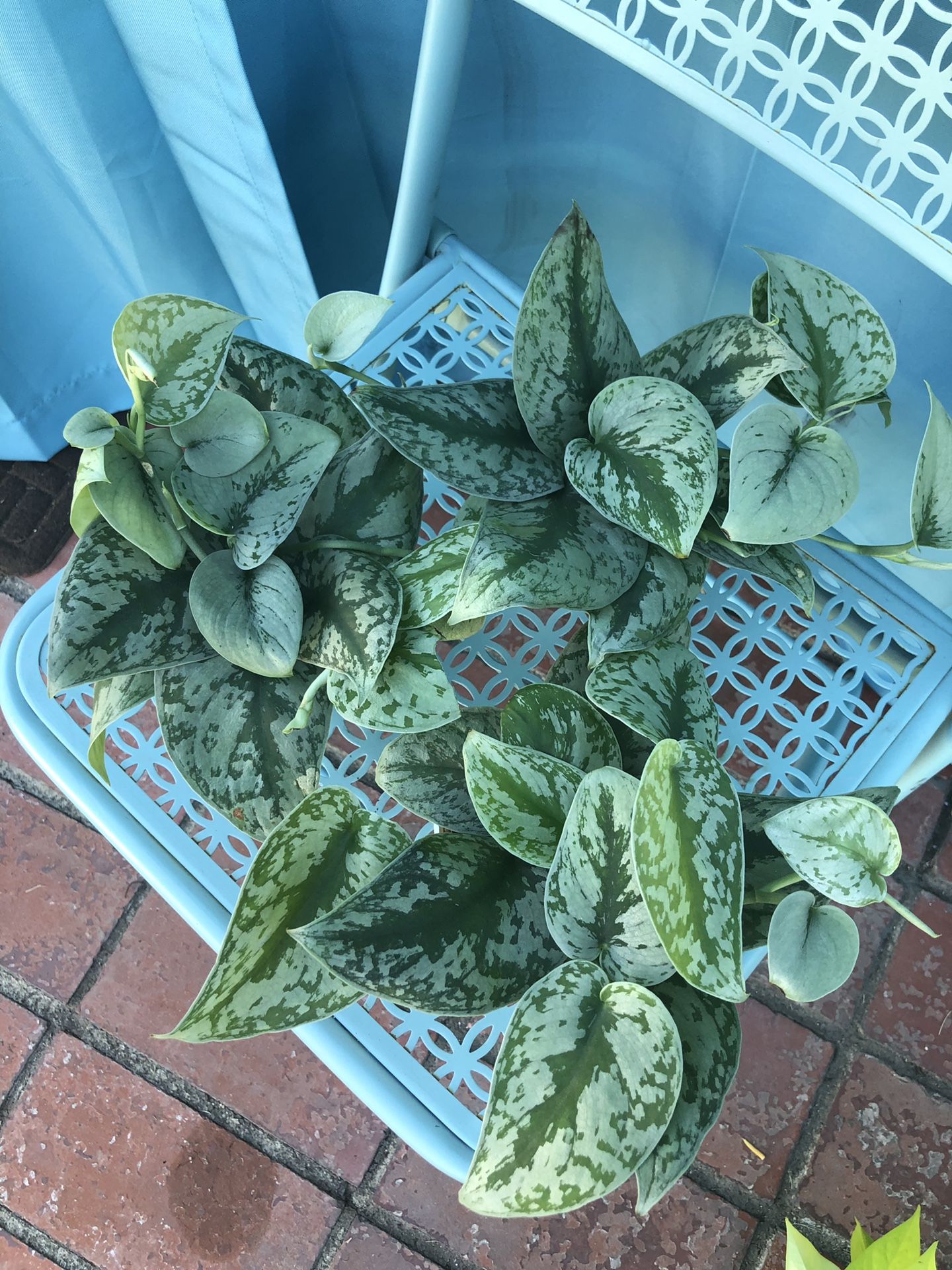 Silver Splash Pothos