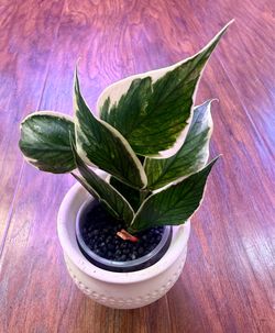 Hoya Polyneura (Outer Variegated)