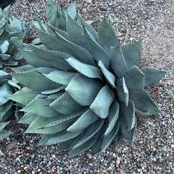 Blue Agave