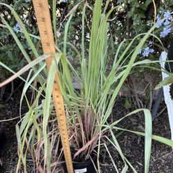 Lemon Grass Plant In 3gl 