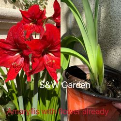 Amaryllis With Flower Already  Super Hot Red