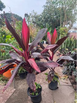 Hawaiian Red Cordyline  12$ each