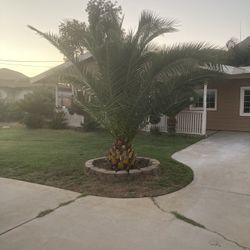 Palm