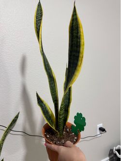 Snake plant #1