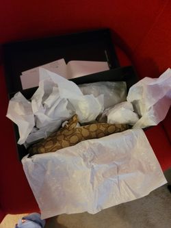 Coach Slide Shoes Brand New Size 7