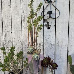 Succulent 