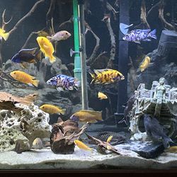 150 Gallon Fish Tank/Aquarium And Wood Stand 