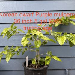 korean dwarf purple mulberry tree