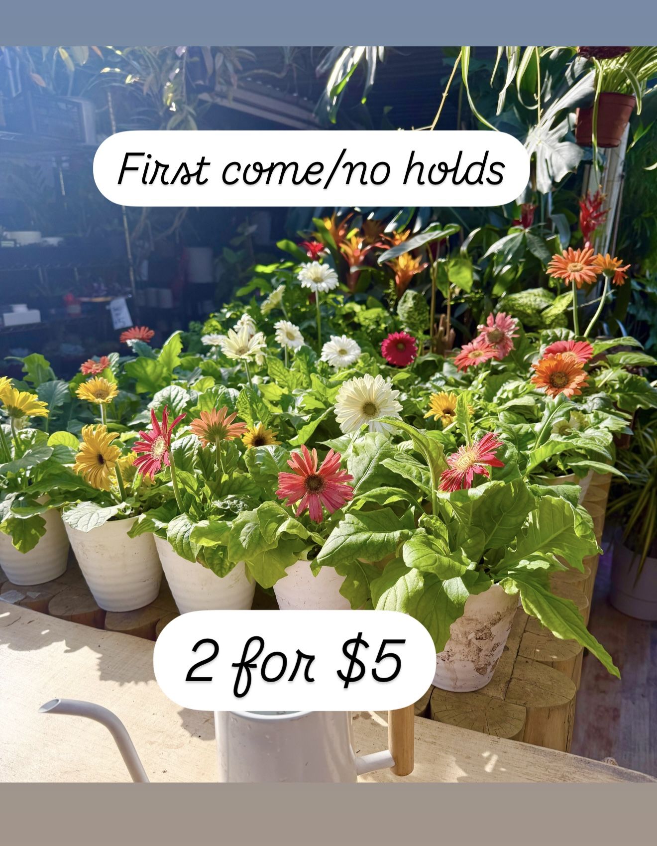 Plants Sale🌿