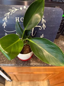 Plant