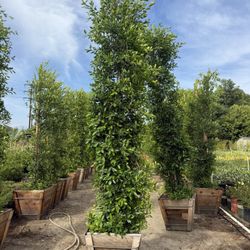 Ficus Nitida 11’-12’ 