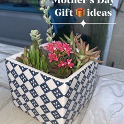 Succulents  Aragements   Mothers Day Gift Ideas Starting  At $15