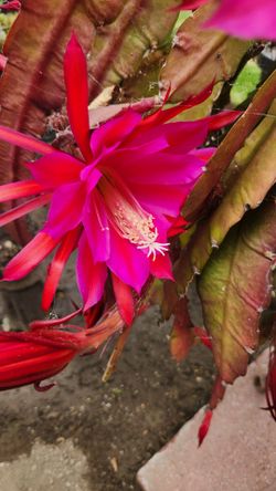 Reddish/Pink orchid cactus