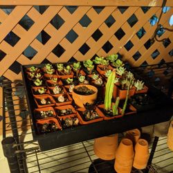 Tray of Succulents 