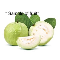 Healthy Thai Guava Fruit Tree Plant 