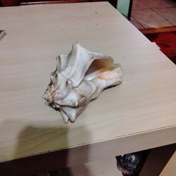 Sea Shell 🐚🐚🐚