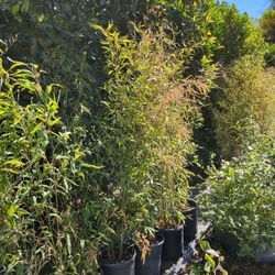 Bamboo Tree