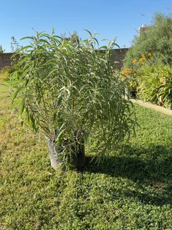 Mexican Bush Sage Plant – $30