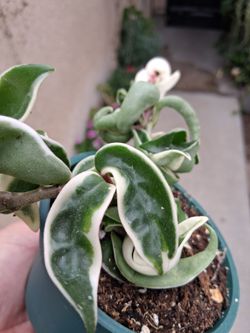 Variegated Hoya Hindu Rope Compacta Plant $30