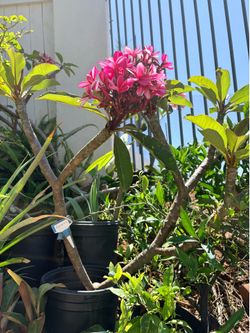 Plumeria