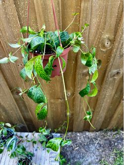 Full basket Black pagoda lipstick Plant