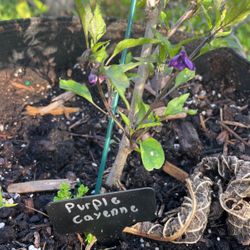 Purple Cayanne Pepper Plant