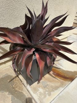 Large Red Agave Plant in Black Planter