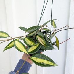 Hoya Macrophylla Inner Variegated Pot Of Gold Plant 6" Pot - Indoor House Plants 