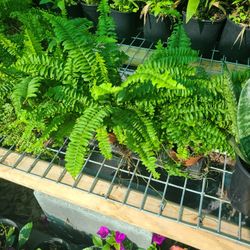 Lechos Plants 