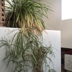 Indoor Spider Plant