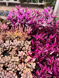 Succulents $5 each