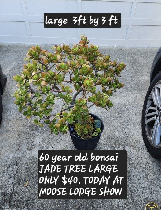 Jade Plant 60 Years Old Only $40. In San Lorenzo