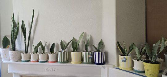 Snake plants for sale