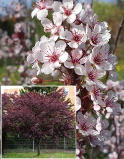 Cherry plum trees 🌳🍒❤️