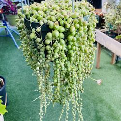 Plants (6”pot🌿String of pearls )