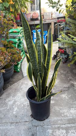Snake Plant