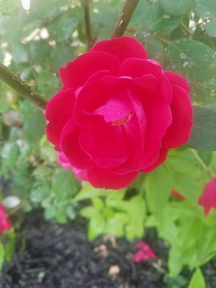 Red knockout rose plant