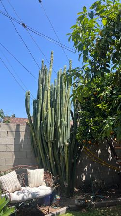 San Pedro cactus