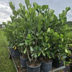 Clusias About 4  Feet Tall Instant Primary Hedge For Fence Green Full