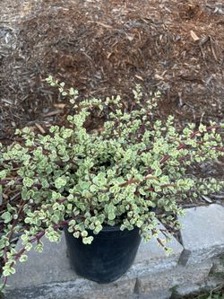 Elephant Bush Variegated Portulacaria Agra, Fully Rooted In 5 Gallon Pot