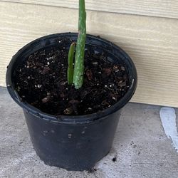 Salvila plant