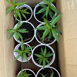 Peach Seedlings