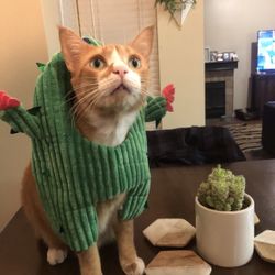 Cactus Small Dog Or Cat Costume 