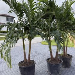 25 Gallon Christmas Palms 7’ Tall