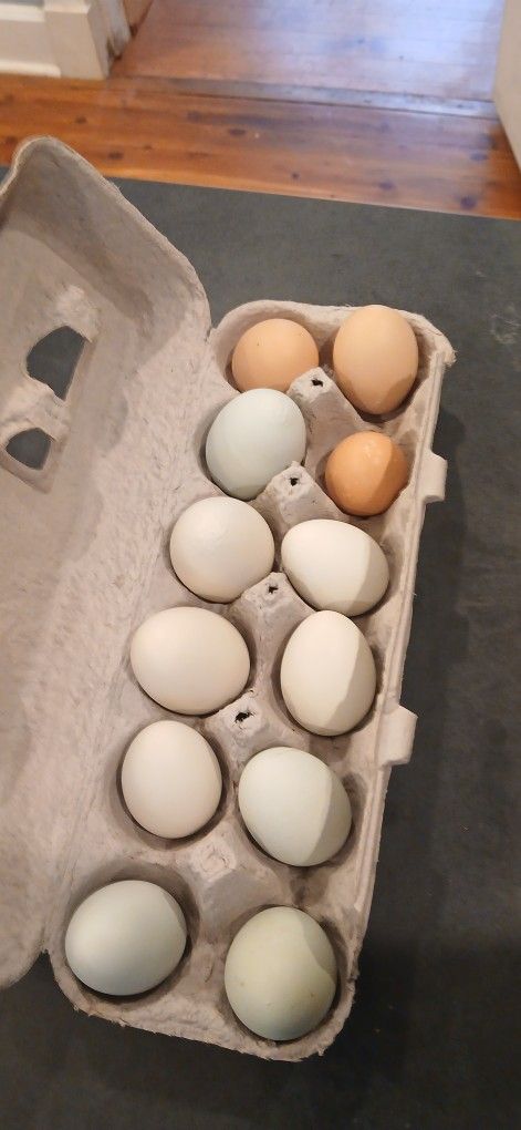 Eggs 