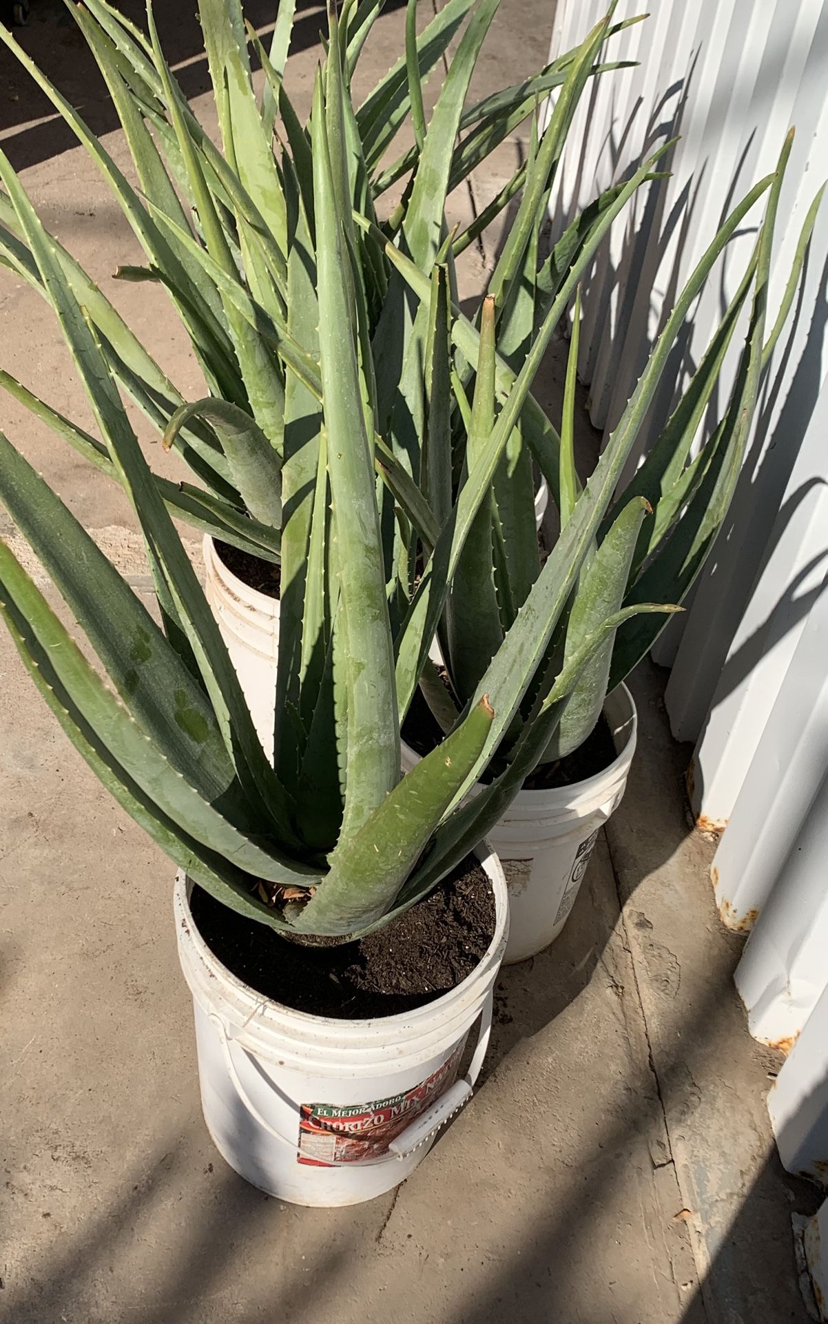 Huge Blowout Sale Clearance On All Plants