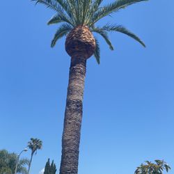 Palms And Trees Trimming 