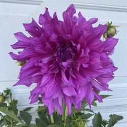 Dhalia Blooming Giant Flowers Plant, Is Outdoor Sun Plat In 5 Gallons Pot Pick Up Only